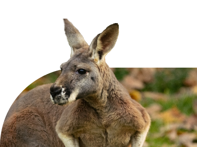 Red Kangaroo