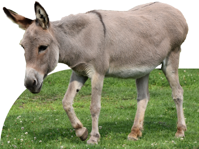 Miniature Donkey