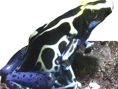 Poison Frog