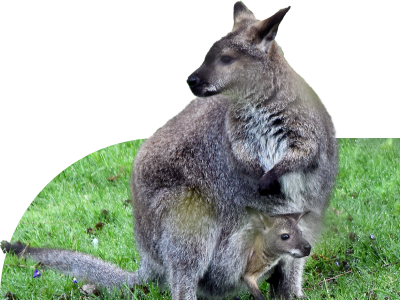 Red-Necked Wallaby