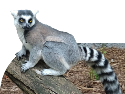 Ring-Tailed Lemur - Detroit Zoo