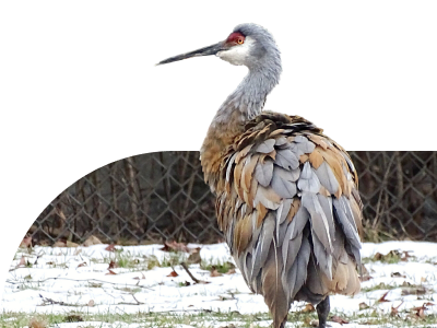 Sandhill Crane