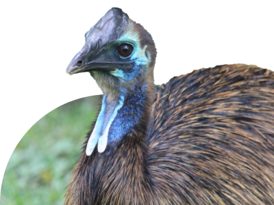 Southern Cassowary