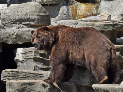 Habitat List - Detroit Zoo