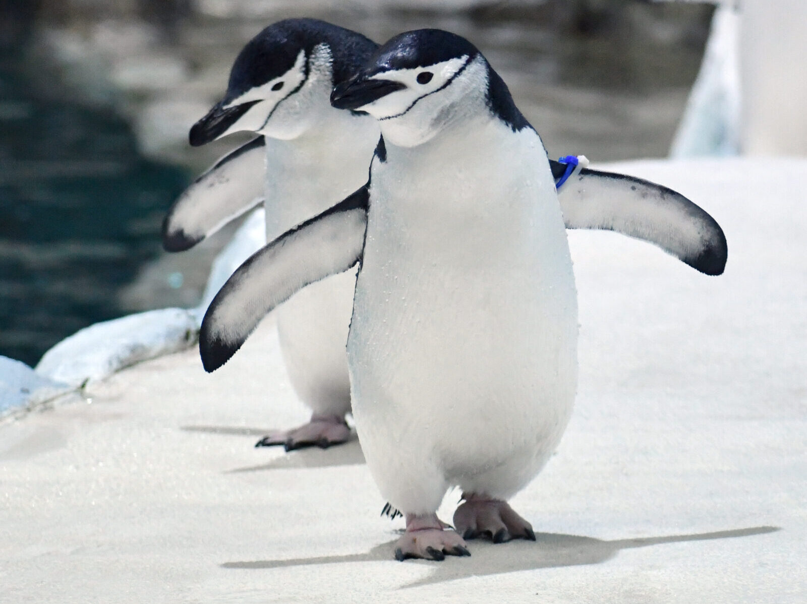 Home - Detroit Zoo