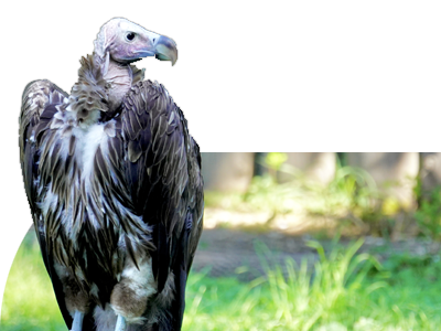 Lappet-faced Vulture
