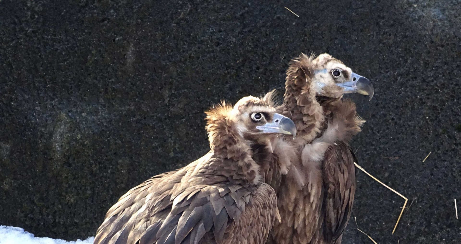 Lappet-faced Vulture - Detroit Zoo