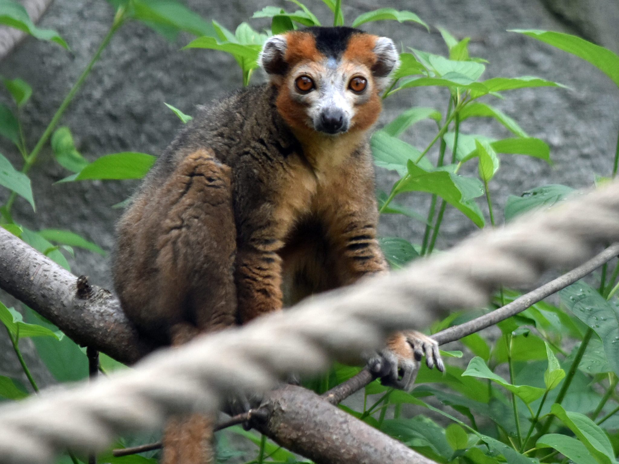 Meet Lenny: New Species Adds Extra Dynamic to Zoo Lemur Group - Detroit Zoo