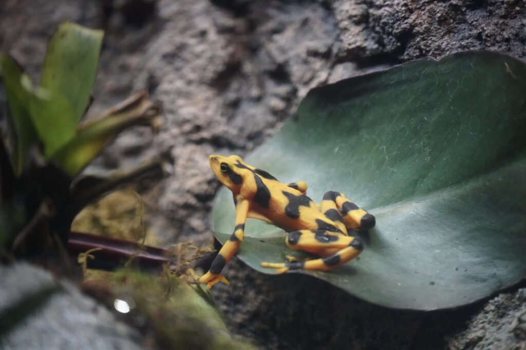 A Panamanian Golden Frog sits on a leaf at the Detroit Zoo