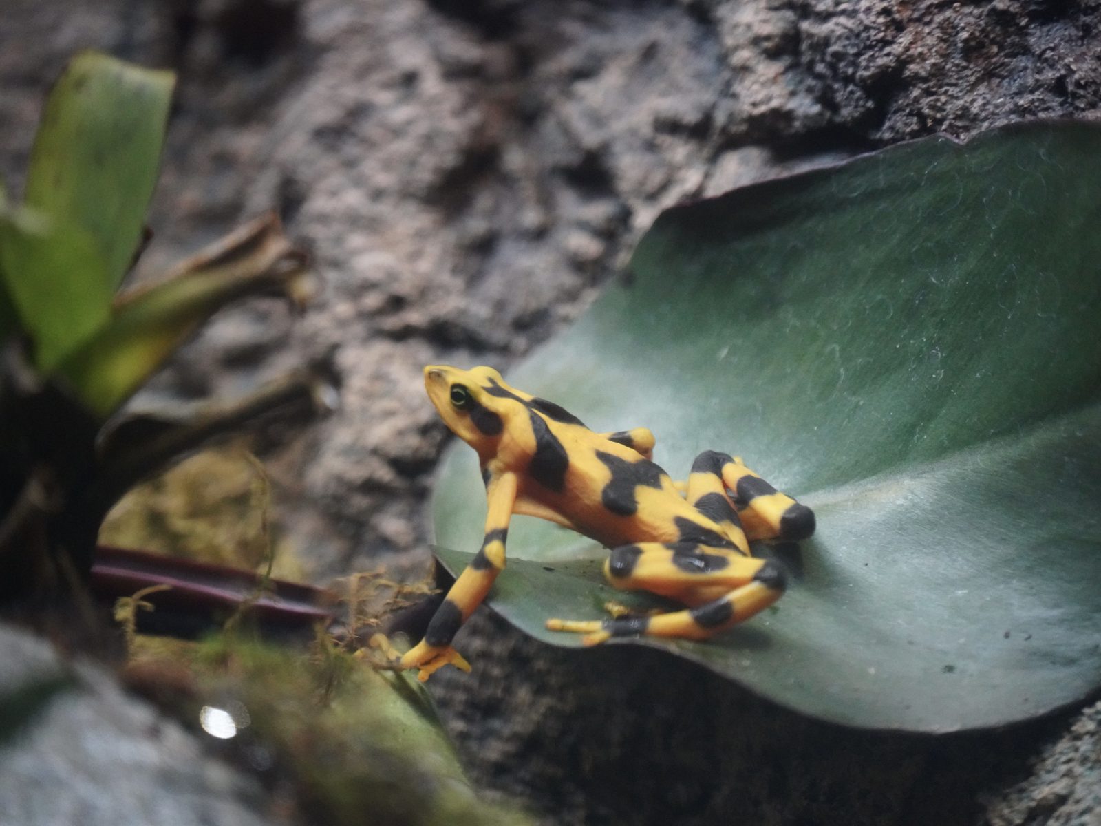 Golden Spring Frog How Innovation is Helping to Save the Panamanian Golden Frog - Detroit Zoo