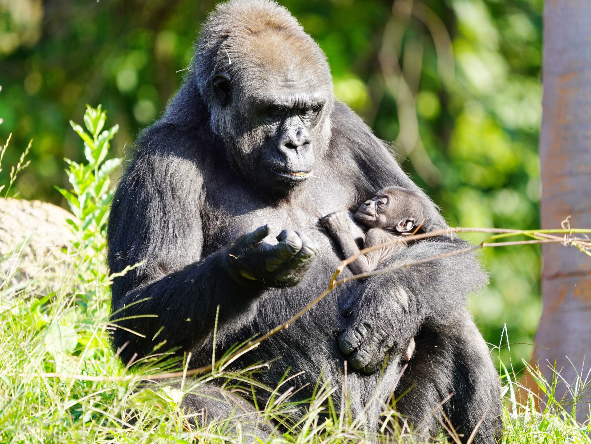 Habitat Fall 2024 - Issue 75 - Detroit Zoo