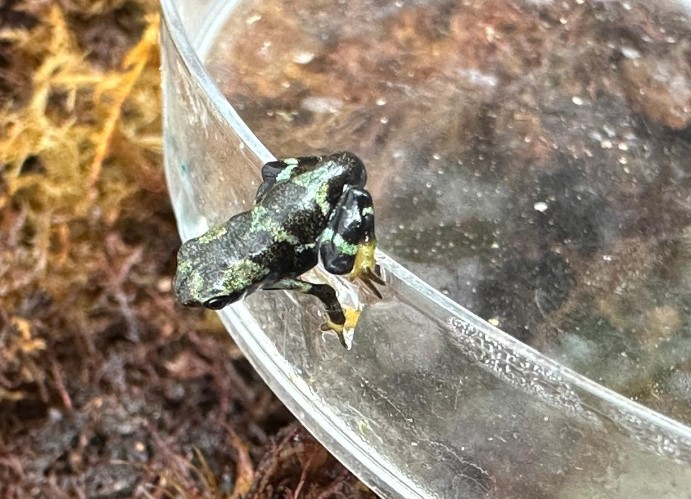A young frog explores a bio-secure area