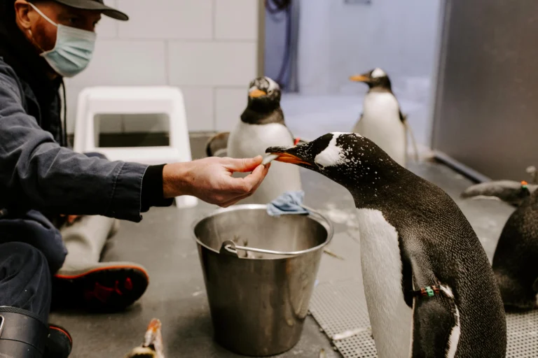 Penguin feeding