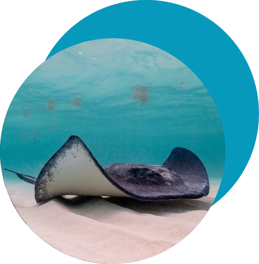 Sting ray