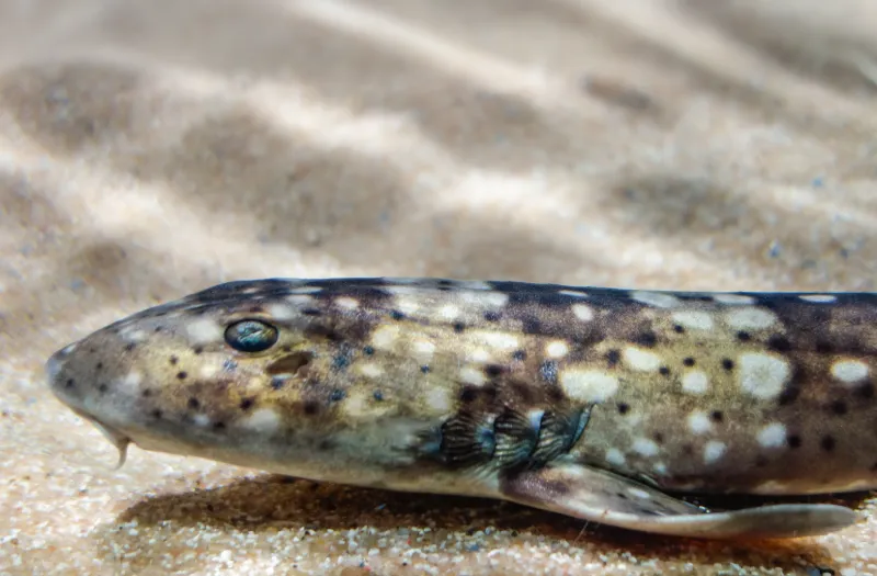 White Spotted Bamboo Shark