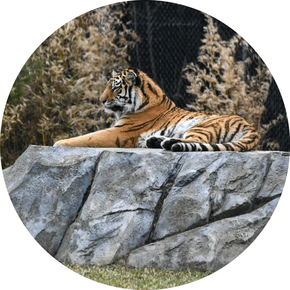 Armur Tiger