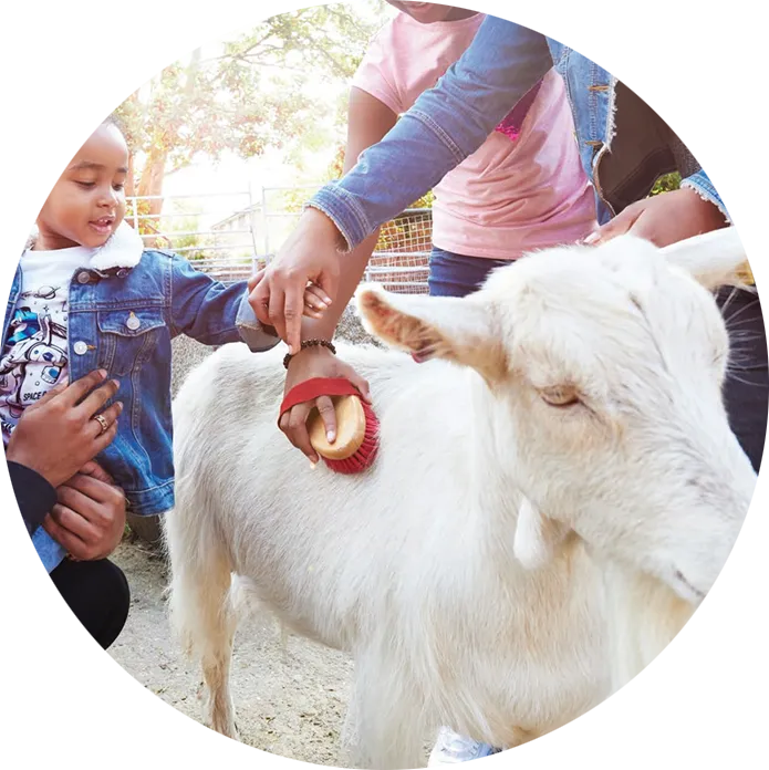 Brushing goat
