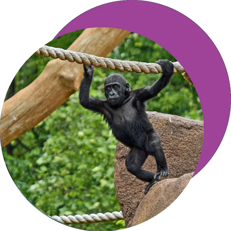 Great Apes