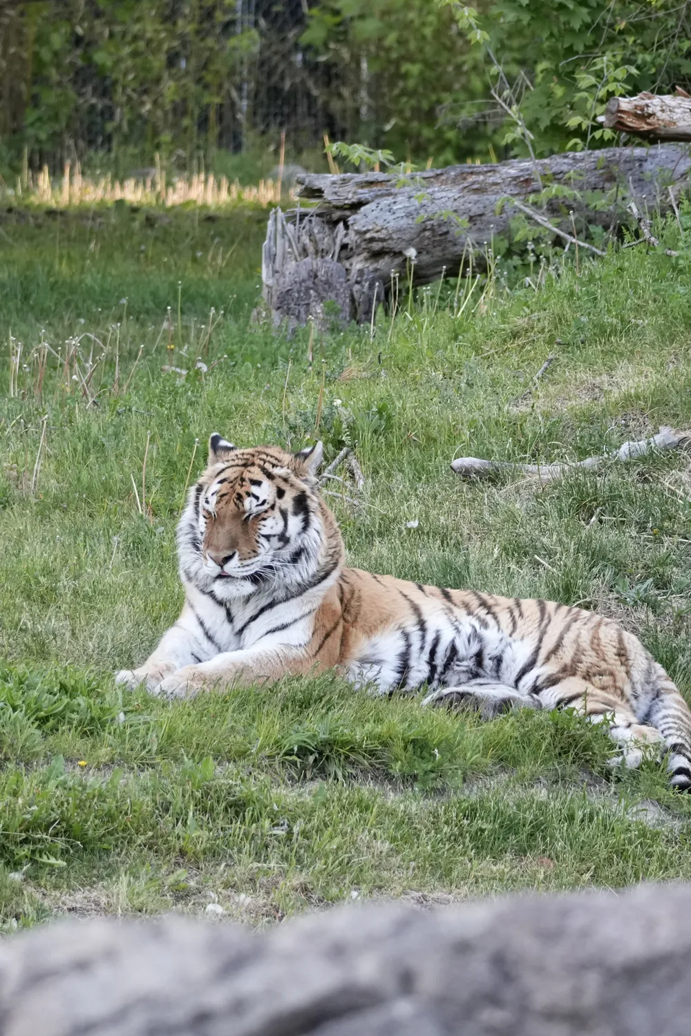 Tiger sleeping