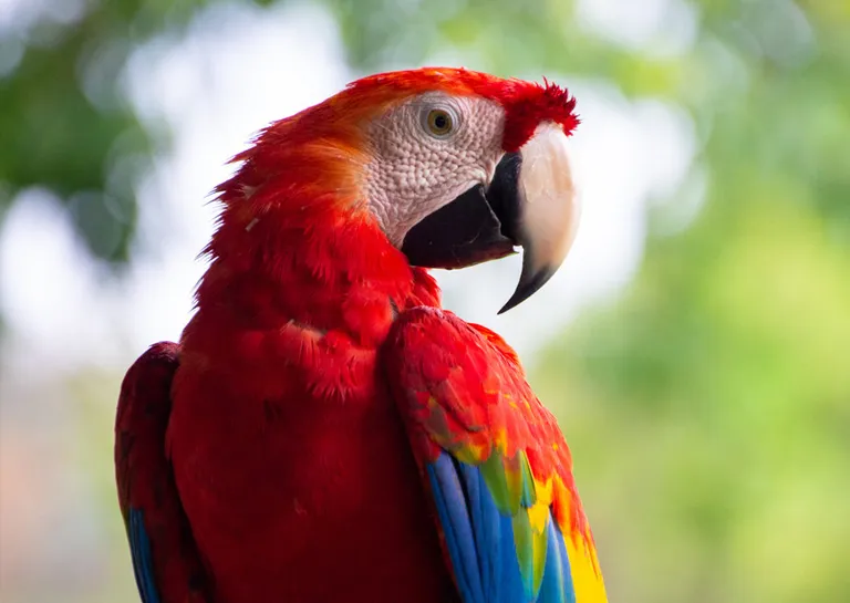 macaw