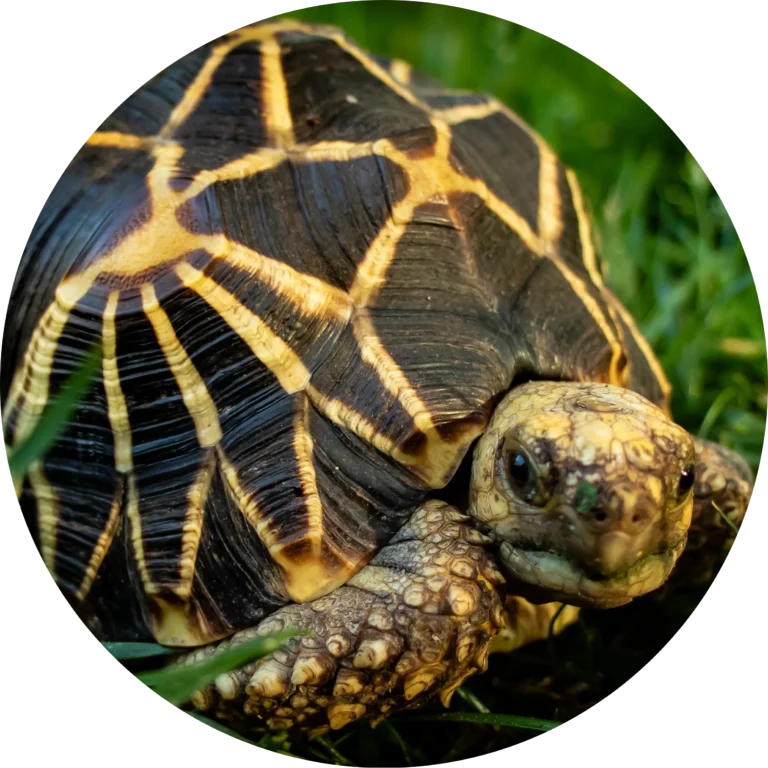 Conservation Champions: Conservation Initiatives at the Detroit Zoo