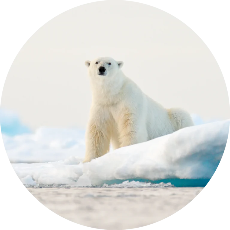 Polar Opposites: Ice, Worlds Apart