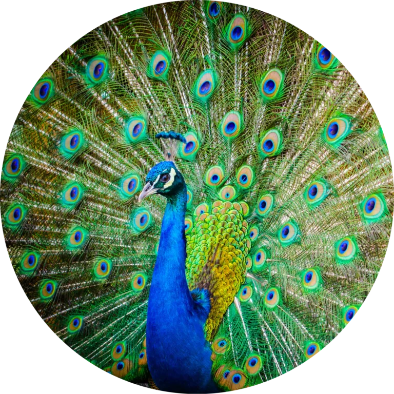 Animal Communication: More Than Just Sounds