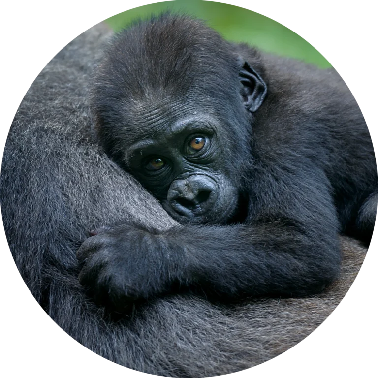 Baby Animals at the Zoo