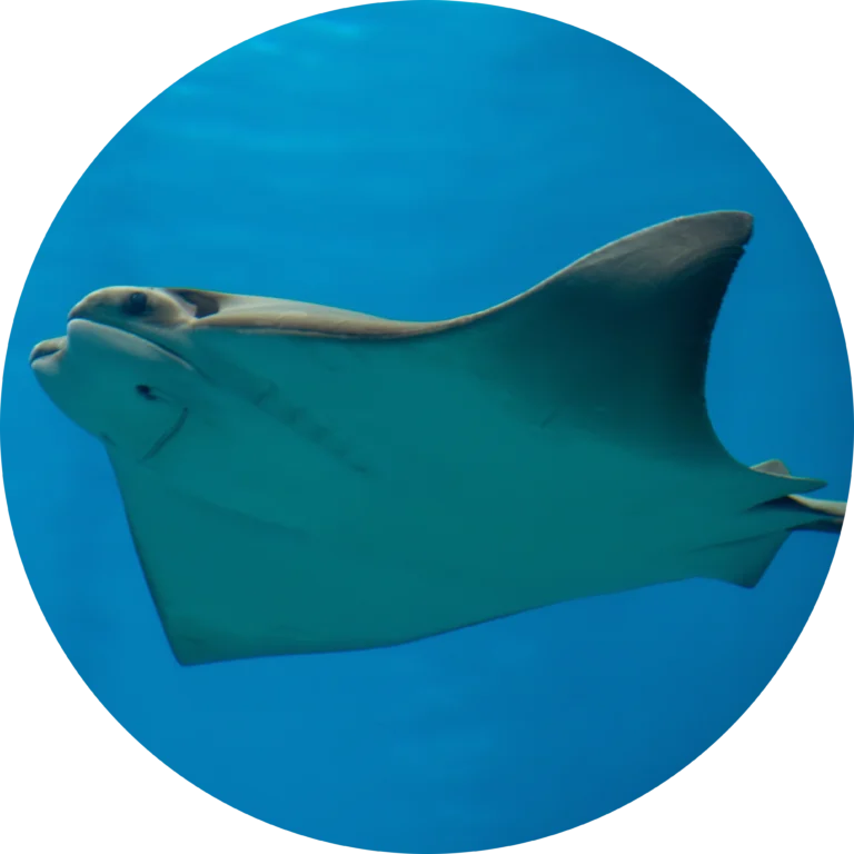 Dive in! Aquatic Life at the Zoo and How We Care for Them