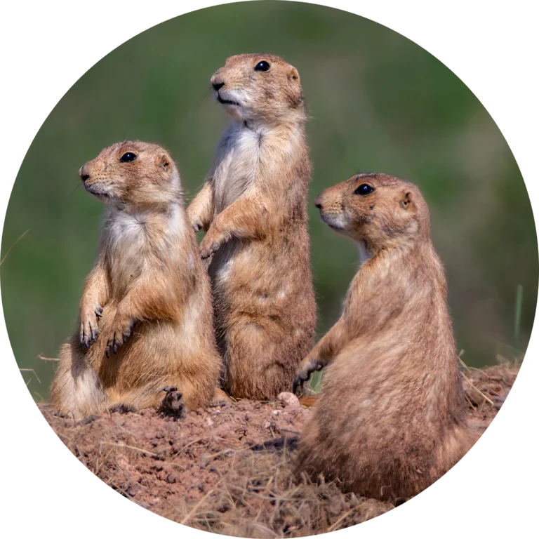 The Secret Lives of Zoo Animals