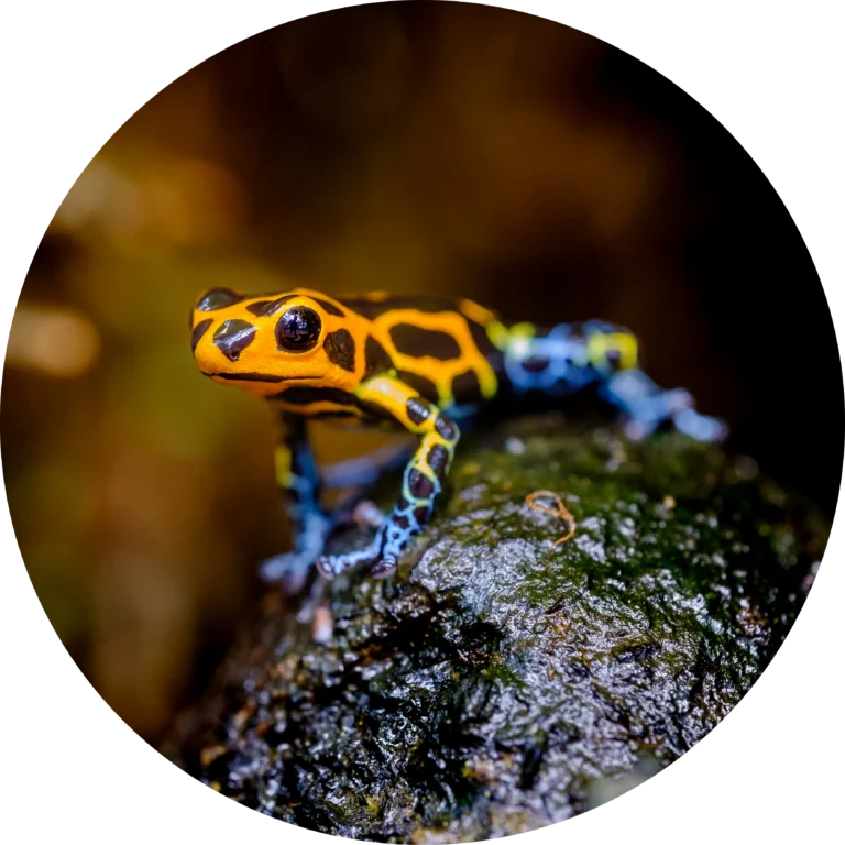 Wild Costumes: Camouflage, Mimicry, Warning Colors