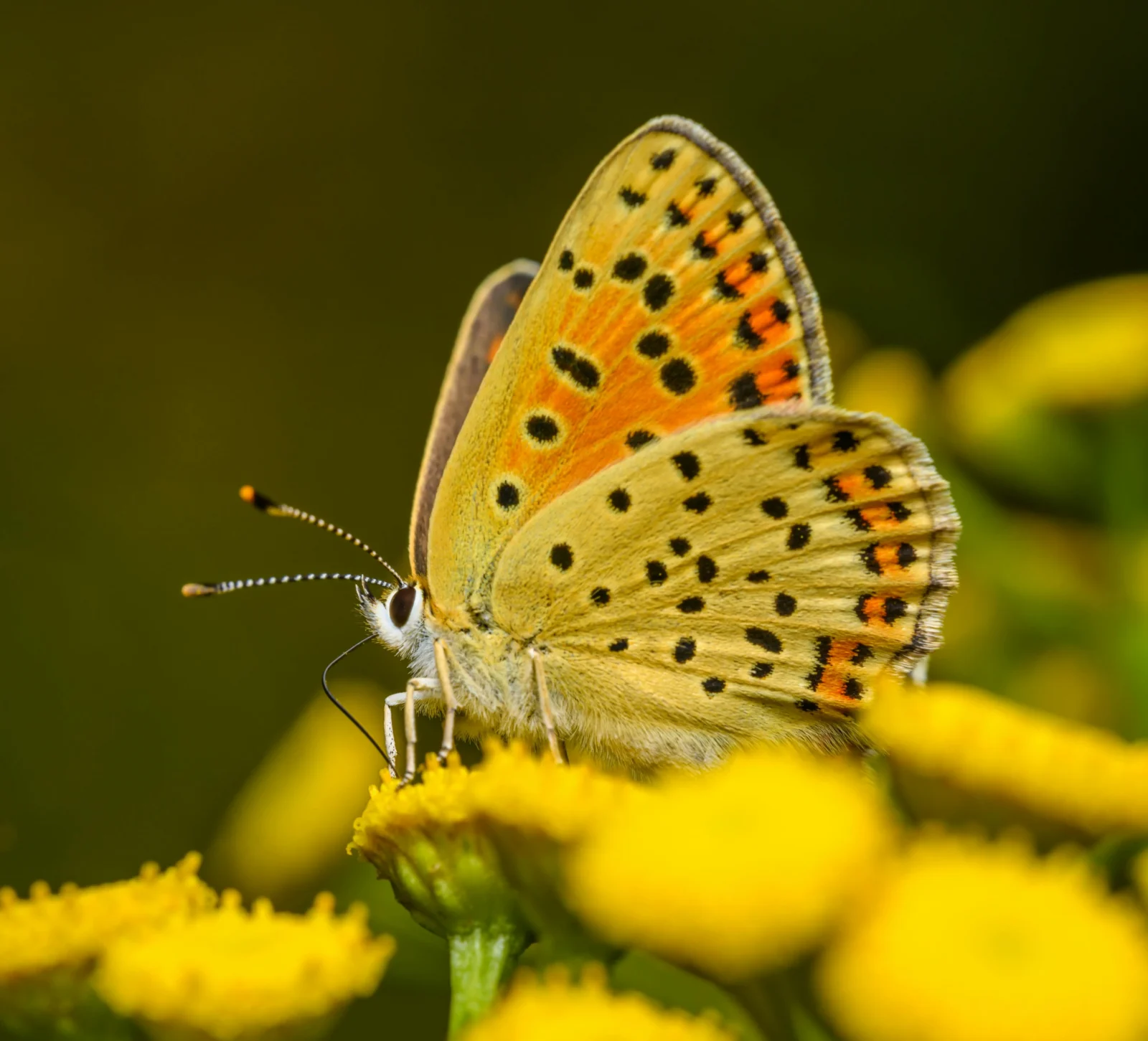 NEW! Art Exhibition: Color, Fly, Butterfly