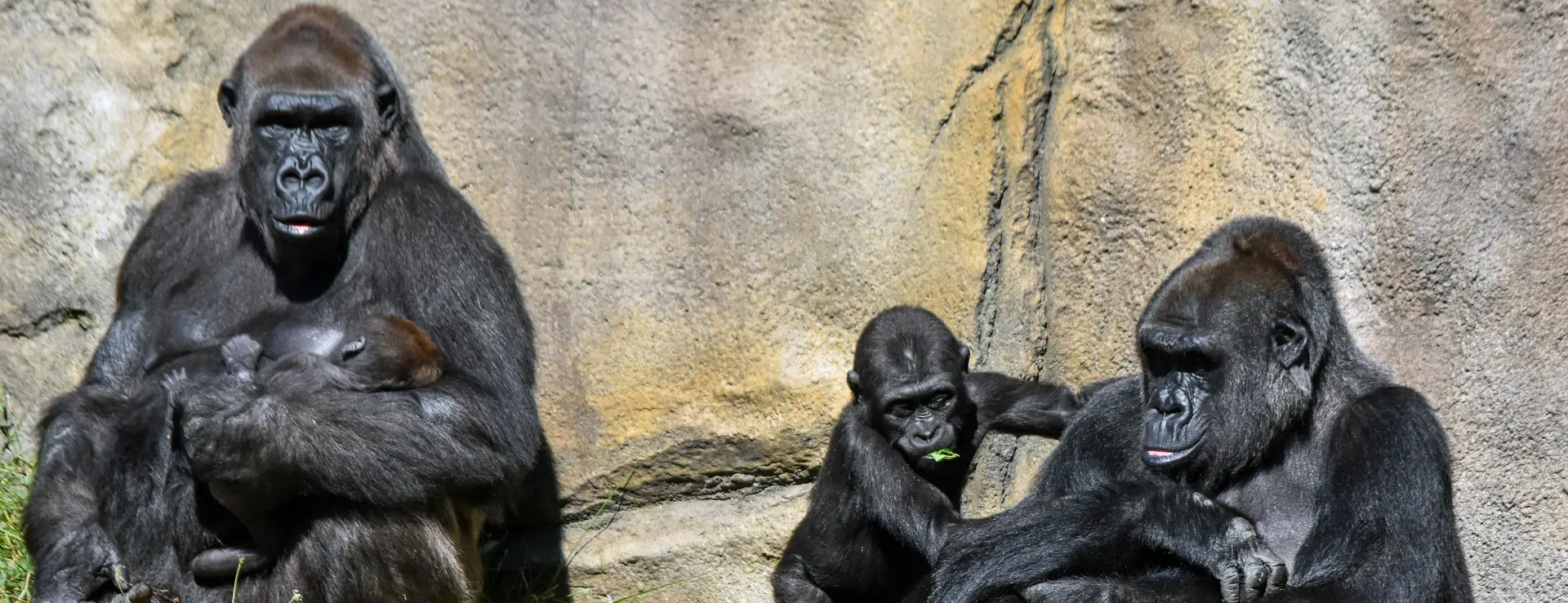 Artwork published for Go 4 It with Gorillas on the Line